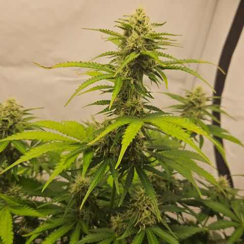 Northern Lights #2 growlog timeline photo