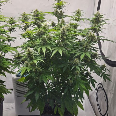 Northern Lights #2 growlog timeline photo