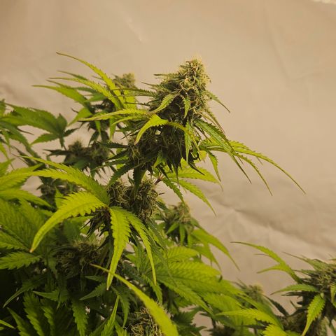 Northern Lights #1  growlog timeline photo
