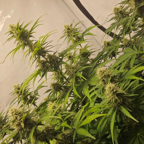Northern Lights #2 growlog timeline photo