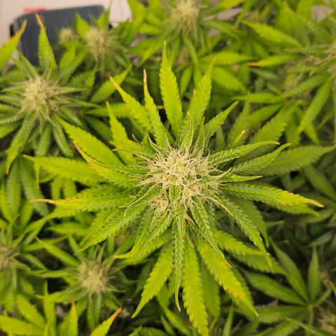 Northern Lights #2 growlog timeline photo