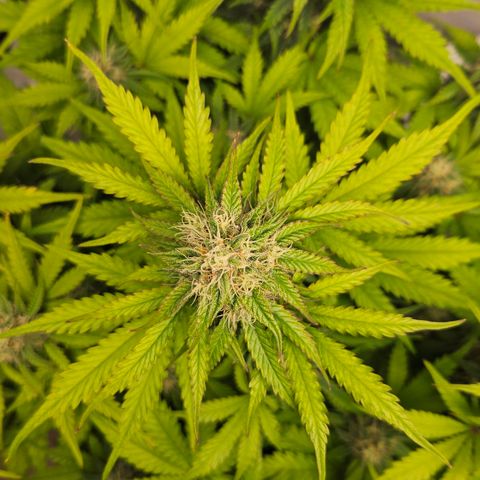 Northern Lights #1  growlog timeline photo