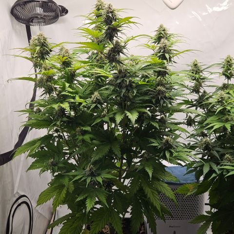 Northern Lights #1  growlog timeline photo