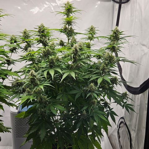 Northern Lights #2 growlog timeline photo