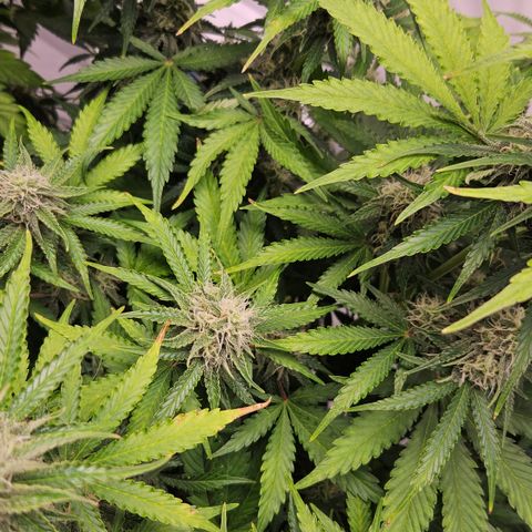 Northern Lights #2 growlog timeline photo