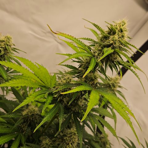 Northern Lights #2 growlog timeline photo