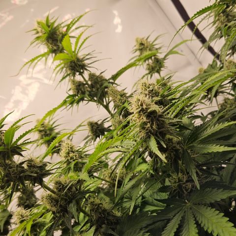 Northern Lights #2 growlog timeline photo