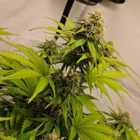 Northern Lights #1  growlog timeline photo