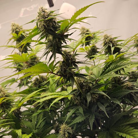 Northern Lights #1  growlog timeline photo