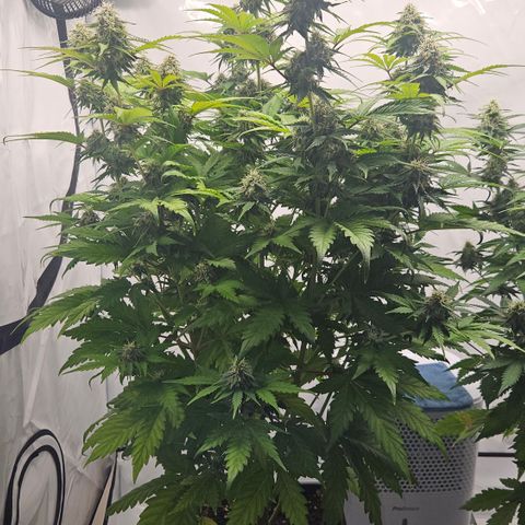 Northern Lights #1  growlog timeline photo