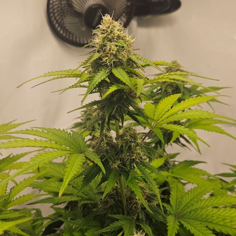Northern Lights #1  growlog timeline photo