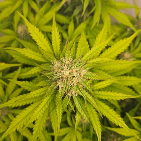 Northern Lights #1  growlog timeline photo