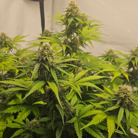 Northern Lights #1  growlog timeline photo
