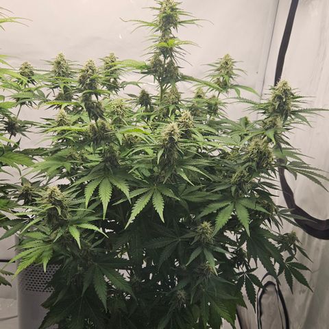 Northern Lights #2 growlog timeline photo