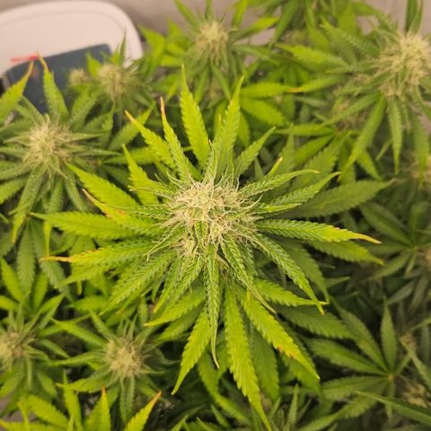 Northern Lights #2 growlog timeline photo