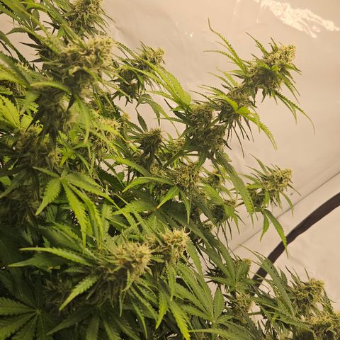 Northern Lights #2 growlog timeline photo