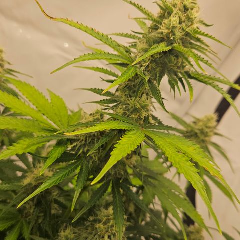 Northern Lights #2 growlog timeline photo