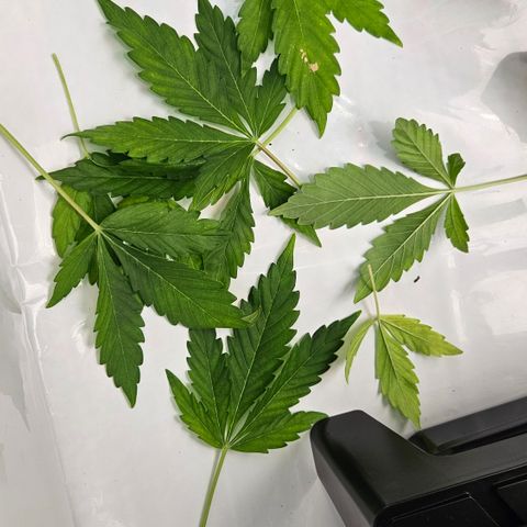 Northern Lights #2 growlog timeline photo