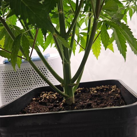 Northern Lights #2 growlog timeline photo