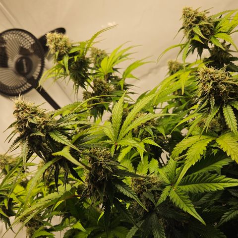 Northern Lights #1  growlog timeline photo