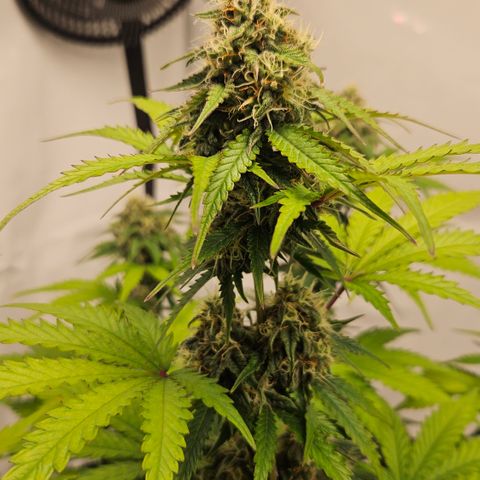 Northern Lights #1  growlog timeline photo