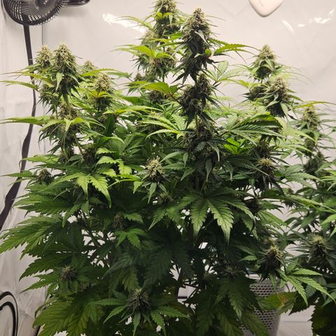 Northern Lights #1  growlog timeline photo