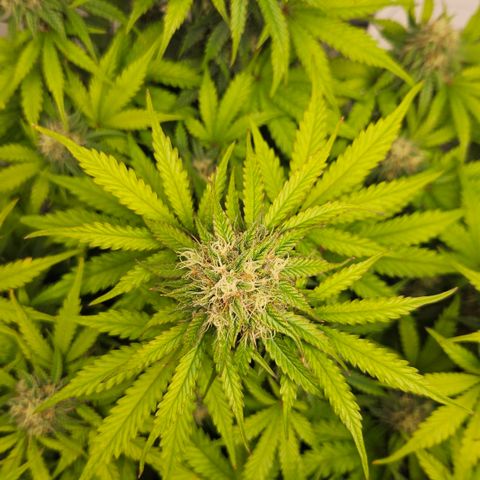 Northern Lights #1  growlog timeline photo