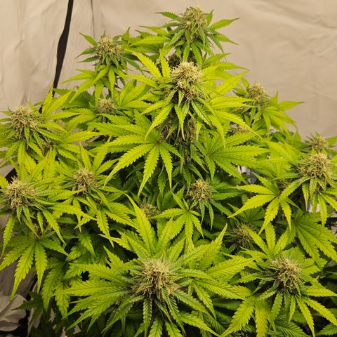 Northern Lights #1  growlog timeline photo
