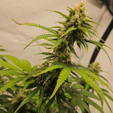 Northern Lights #2 growlog timeline photo