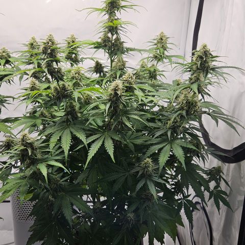 Northern Lights #2 growlog timeline photo