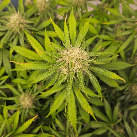 Northern Lights #2 growlog timeline photo