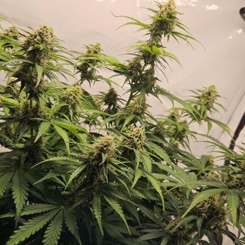 Northern Lights #2 growlog timeline photo