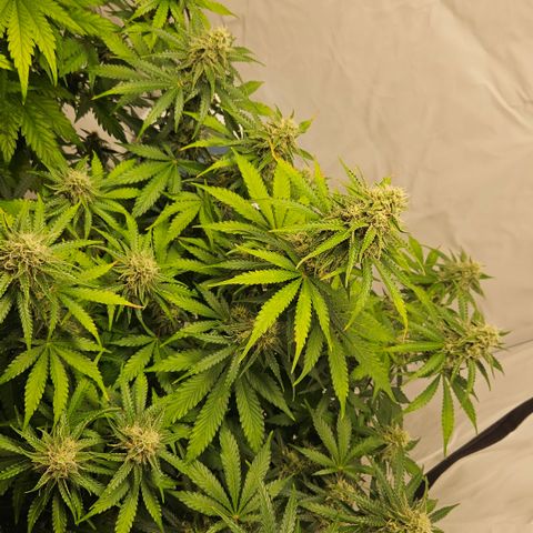 Northern Lights #2 growlog timeline photo