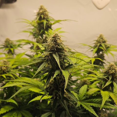 Northern Lights #1  growlog timeline photo