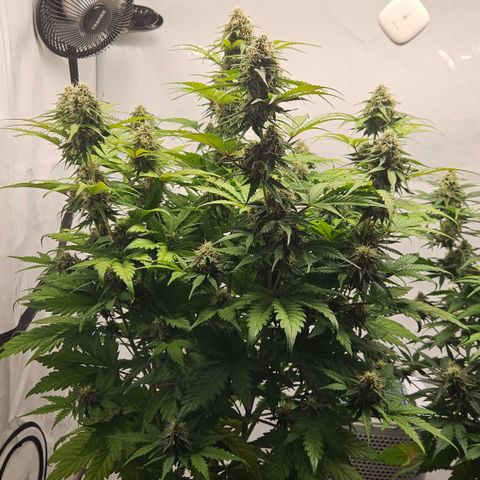Northern Lights #1  growlog timeline photo