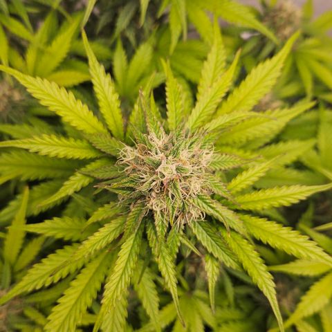 Northern Lights #1  growlog timeline photo