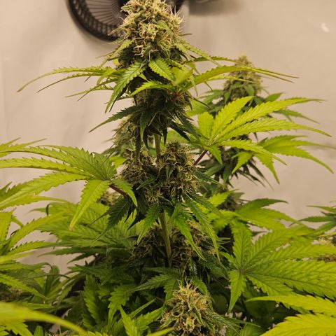 Northern Lights #1  growlog timeline photo