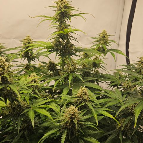 Northern Lights #2 growlog timeline photo
