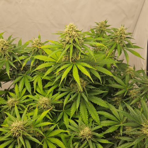 Northern Lights #2 growlog timeline photo