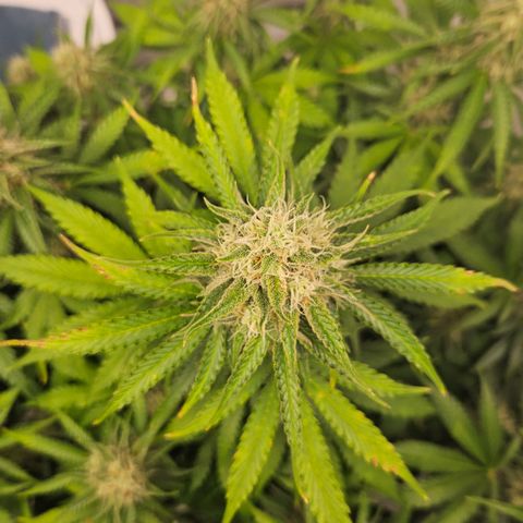 Northern Lights #2 growlog timeline photo