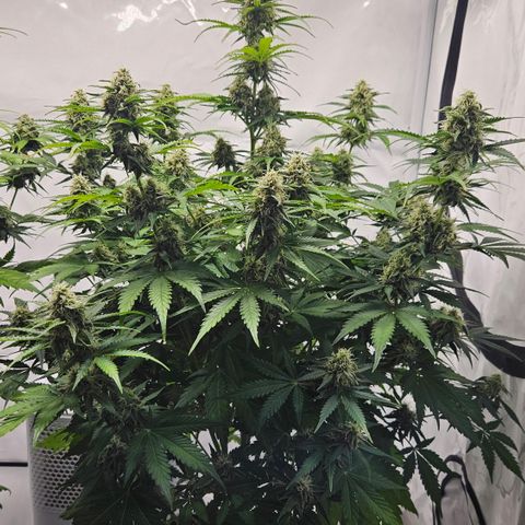 Northern Lights #2 growlog timeline photo