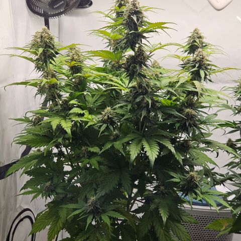 Northern Lights #1  growlog timeline photo