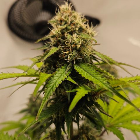 Northern Lights #1  growlog timeline photo