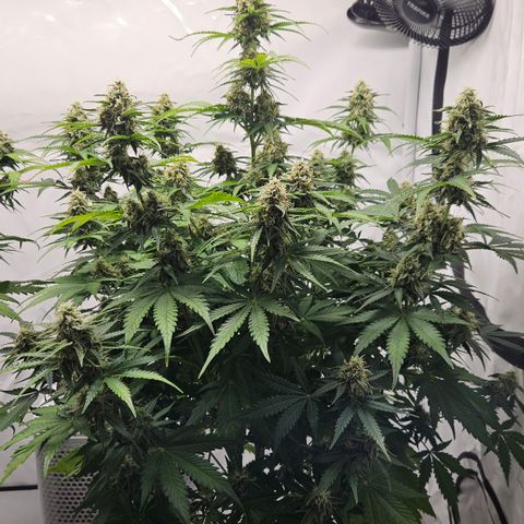 Northern Lights #2 growlog timeline photo