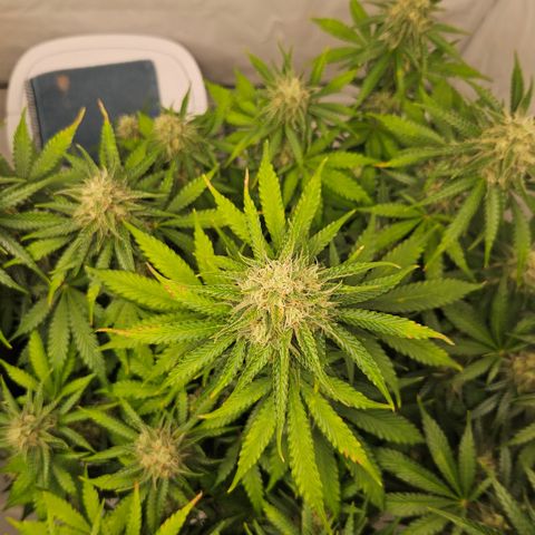 Northern Lights #2 growlog timeline photo