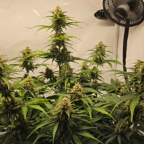 Northern Lights #2 growlog timeline photo
