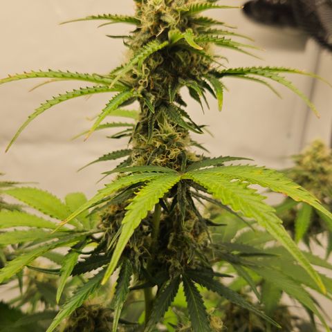 Northern Lights #2 growlog timeline photo