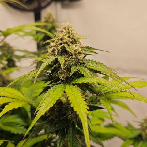 Northern Lights #1  growlog timeline photo