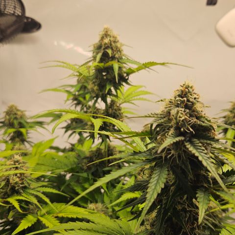Northern Lights #1  growlog timeline photo