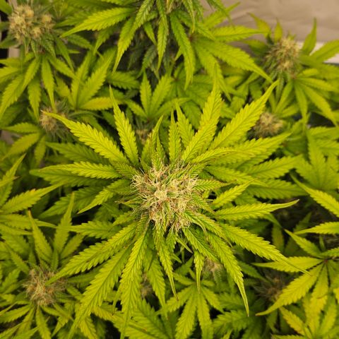 Northern Lights #1  growlog timeline photo